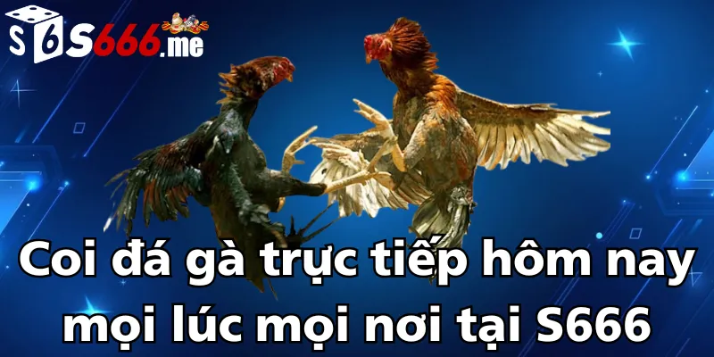 coi-da-ga-truc-tiep-hom-nay-moi-luc-moi-noi-tai-s666